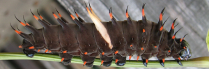 Ornithoptera priamus macalpinei - Final Larvae